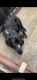 Shepard Labrador Puppies for sale in Oceanside, CA, USA. price: NA