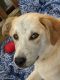 Shepard Labrador Puppies for sale in Morganton, NC 28655, USA. price: NA