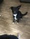 Shepard Labrador Puppies for sale in Sugar Land, TX 77498, USA. price: $100