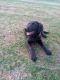 Shepard Labrador Puppies for sale in Lawrenceburg, IN 47025, USA. price: $550