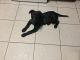 Shepard Labrador Puppies for sale in Omaha, NE, USA. price: NA