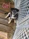 Shepherd Husky Puppies for sale in Connellsville, PA 15425, USA. price: NA