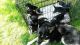Shepherd Husky Puppies for sale in Idaho Falls, ID, USA. price: $300