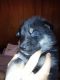 Shepherd Husky Puppies for sale in Central, AR 71923, USA. price: NA