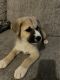 Shepherd Husky Puppies for sale in Yakima, WA, USA. price: $450
