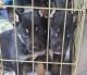 Shepherd Husky Puppies for sale in Globe, AZ 85501, USA. price: $700