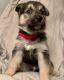 Shepherd Husky Puppies for sale in Norfolk, VA 23509, USA. price: $1,000