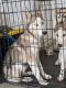 Shepherd Husky Puppies for sale in Dallas, TX, USA. price: NA