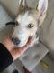 Shepherd Husky Puppies for sale in North Hollywood, Los Angeles, CA, USA. price: $1,000