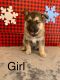 Shepherd Husky Puppies for sale in Chillicothe, OH 45601, USA. price: NA