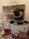Shepherd Husky Puppies for sale in Lancaster, CA, USA. price: $500