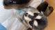 Shepherd Husky Puppies for sale in Los Banos, CA, USA. price: $400