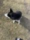 Shepherd Husky Puppies for sale in 13531 FM 455, Decatur, TX 76234, USA. price: NA