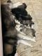 Shepherd Husky Puppies for sale in Chennai, Tamil Nadu, India. price: 45000 INR