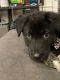 Shepherd Husky Puppies for sale in Woodland, WA 98674, USA. price: $850