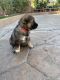 Shepherd Husky Puppies for sale in Hacienda Heights, CA, USA. price: $500