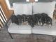 Shepherd Husky Puppies for sale in Garnett, KS 66032, USA. price: $500
