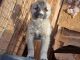 Shepherd Husky Puppies for sale in Winslow, AZ 86047, USA. price: $200