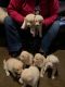 Shepherd Husky Puppies for sale in Bardstown, KY 40004, USA. price: $100