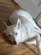 Shepherd Husky Puppies for sale in Maplewood, MN, USA. price: $500