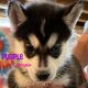 Shepherd Husky Puppies for sale in Louisville, KY, USA. price: $850