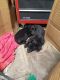 Shepherd Husky Puppies for sale in Colorado Springs, CO, USA. price: $200