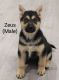 Shepherd Husky Puppies for sale in Glendale, AZ, USA. price: $600
