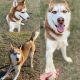 Shepherd Husky Puppies for sale in Needville, TX 77461, USA. price: $700
