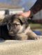 Shepherd Husky Puppies for sale in Anniston, AL, USA. price: NA