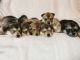 Shepherd Husky Puppies for sale in Anniston, AL 36203, USA. price: $400