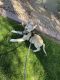 Shepherd Husky Puppies for sale in Phoenix, AZ 85022, USA. price: NA