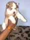Shepherd Husky Puppies for sale in Hyderabad, Telangana, India. price: 45000 INR