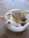 Shepherd Husky Puppies for sale in Port Richey, FL 34668, USA. price: NA