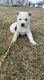 Shepherd Husky Puppies for sale in Post Falls, ID 83854, USA. price: $1,900