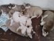 Shepherd Husky Puppies for sale in Oklahoma City, OK, USA. price: NA