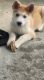 Shepherd Husky Puppies for sale in Raleigh, NC 27617, USA. price: NA