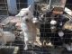 Shepherd Husky Puppies for sale in Lake Elsinore, CA, USA. price: $250