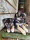 Shepherd Husky Puppies for sale in Morganton, NC 28655, USA. price: NA