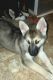 Shepherd Husky Puppies for sale in Baytown, TX, USA. price: NA