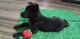 Shepherd Husky Puppies for sale in Dora, AL 35062, USA. price: NA