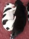 Shepherd Husky Puppies for sale in Black Canyon City, AZ 85324, USA. price: $950