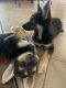 Shepherd Husky Puppies for sale in San Antonio, TX 78254, USA. price: $300