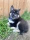 Shepherd Husky Puppies for sale in Nampa, ID, USA. price: $700
