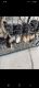 Shepherd Husky Puppies for sale in McDonough, GA 30253, USA. price: $750