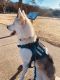 Shepherd Husky Puppies for sale in Hillsboro, TX 76645, USA. price: NA