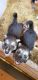 Shepherd Husky Puppies for sale in Grand Prairie, TX, USA. price: $800
