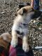 Shepherd Husky Puppies for sale in Cecil, OH 45821, USA. price: $500