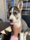 Shepherd Husky Puppies for sale in Apple Valley, CA, USA. price: NA