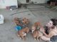 Shepherd Husky Puppies for sale in Palm Desert, CA, USA. price: $100