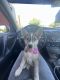 Shepherd Husky Puppies for sale in Phoenix, AZ, USA. price: $500